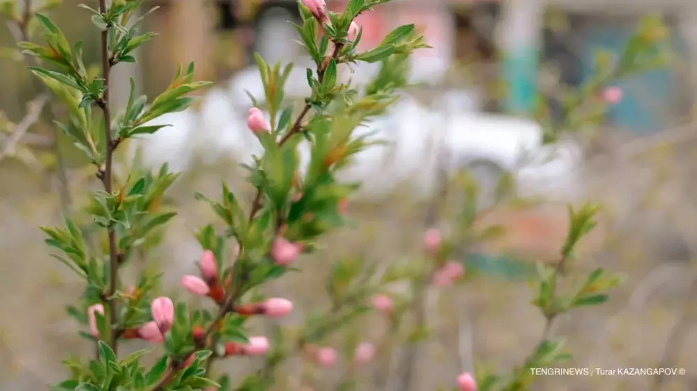 Жылы әрі жауын-шашынсыз.: 28 наурызда ауа райы қандай болады?