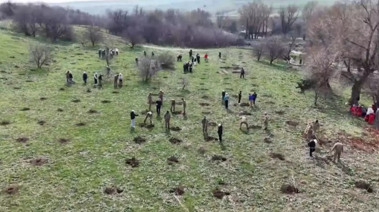 Миллион деревьев за год планируют высадить в Туркестанской области