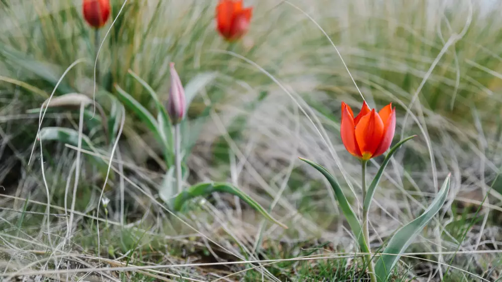 Бақбақ, жусан, қызғалдақ: қай гүлді терген үшін 13 миллион теңге айыппұл салынуы мүмкін?