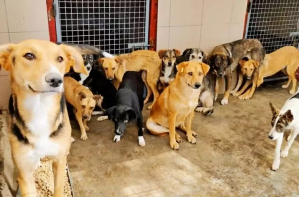 Түркістан облысында ветеринарлық компания істелмеген жұмысқа 1 миллиард теңгеге жуық қаржы ұрлады деп айыпталды