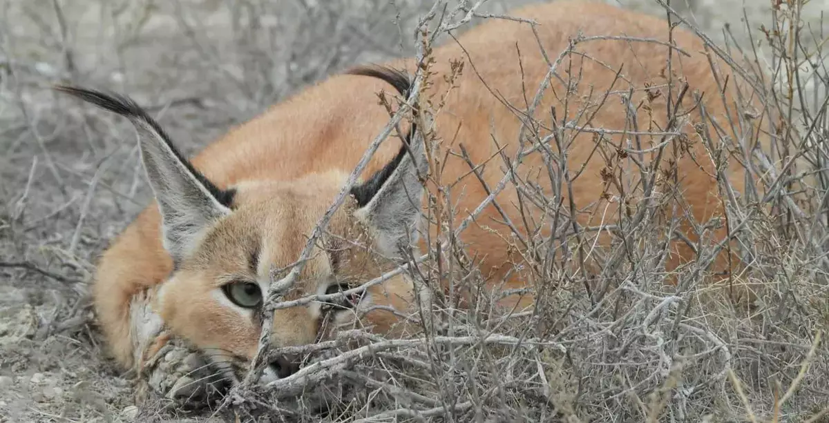 В природном заповеднике Мангистау отмечается рост поголовья диких животных - новости на Lada.kz 28.03.2026
