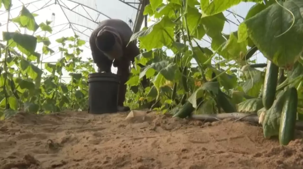 В секторе Газа вновь начали выращивать овощи