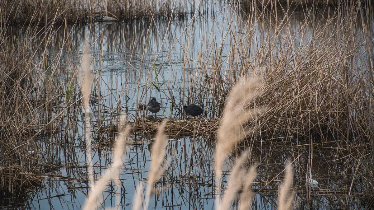 Сухой камыш загорелся недалеко от аквапарка в Конаеве