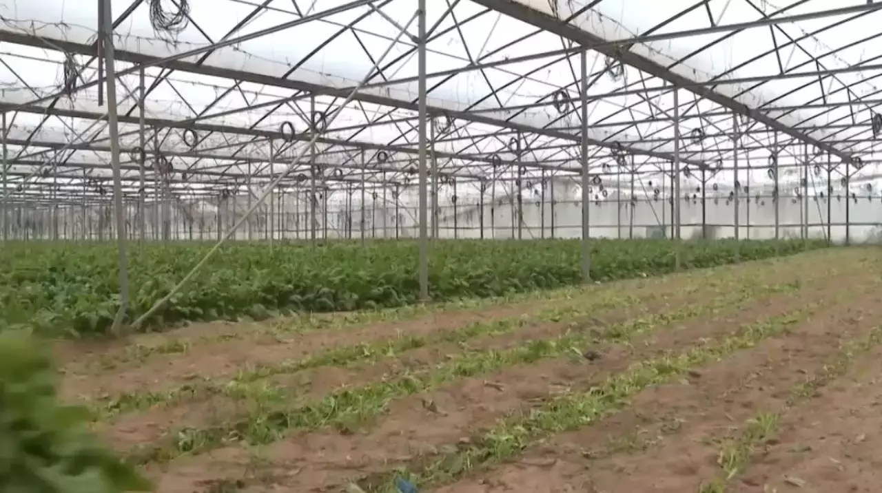 Газада шаруалар көкөніс өсіре бастады