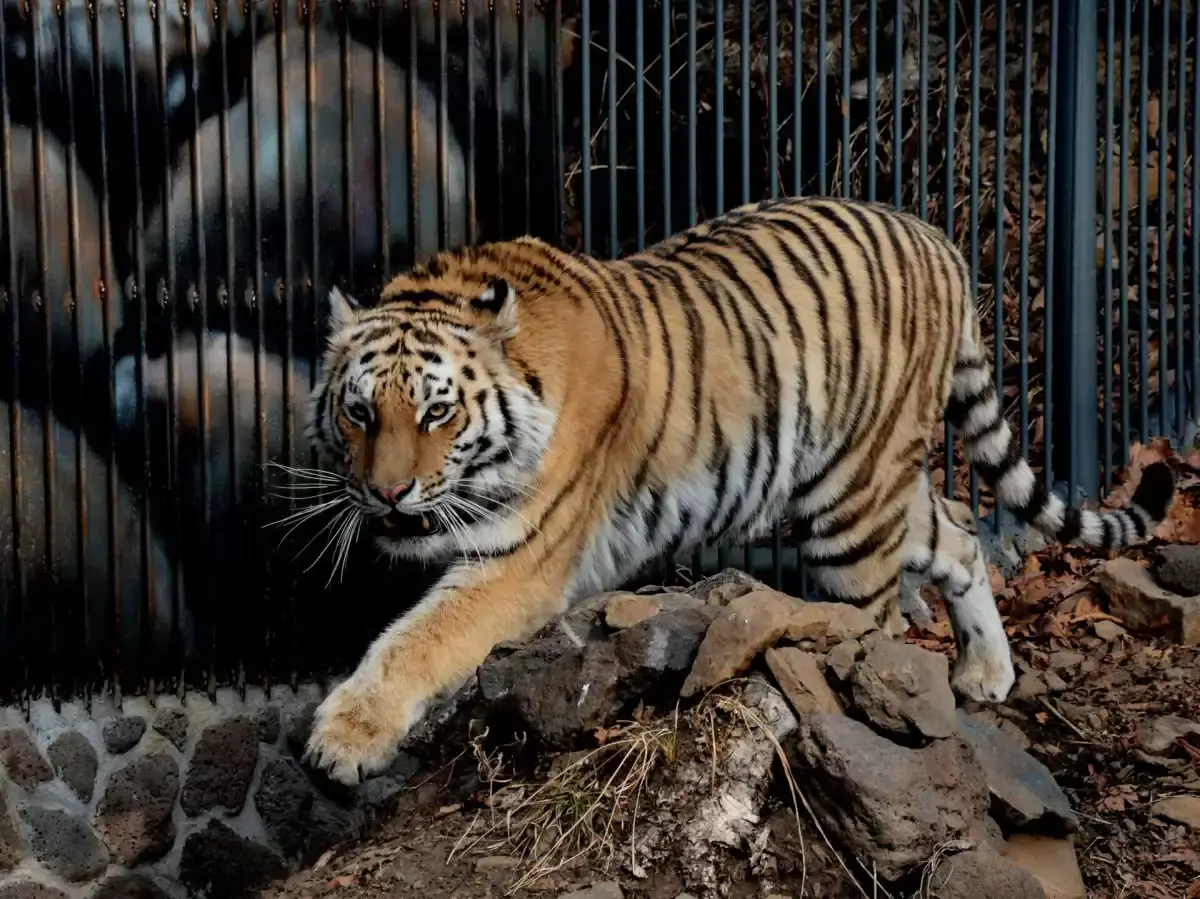 Ресейден Қазақстанға 4 жолбарыс жіберіледі