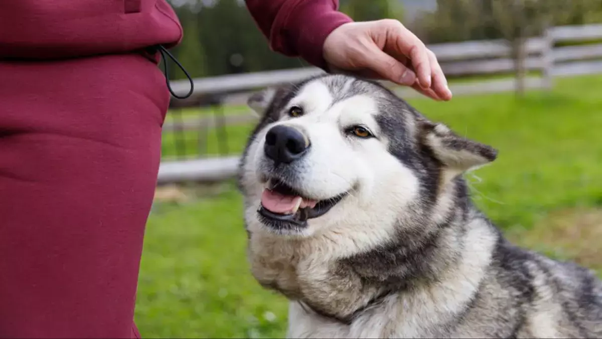 Можно ли оставить наследство своей кошке или собаке - новости на Lada.kz 29.03.2026