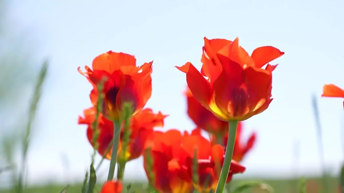 Қазақстандықтарға қандай гүлдерді тергені үшін 13 млн теңге айыппұл салынуы мүмкін