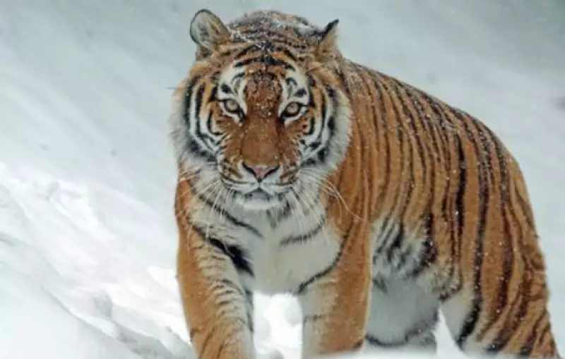 Россия передаст Казахстану амурских тигров