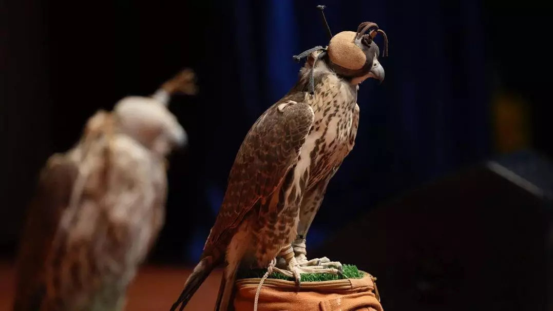 Редких соколов выпустили на волю в «Алтын-Эмеле»