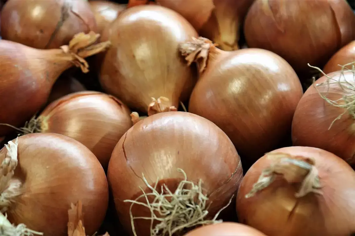 Казахстанские фермеры не могут продать урожай лука - новости на Lada.kz 29.03.2026