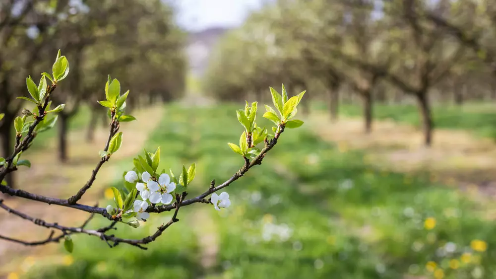 Жара до +29 и дожди с грозами. Какая погода будет в Казахстане 30 марта