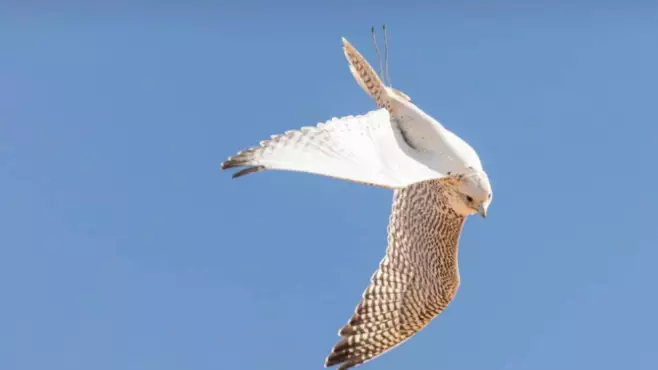 Саудовский клуб выпускает соколов в Казахстане.