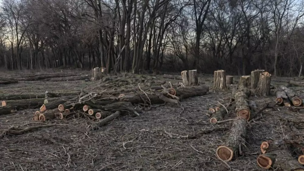 “Город готовы пустить под нож“. История с парком Талдыкоргана обернулась проверкой