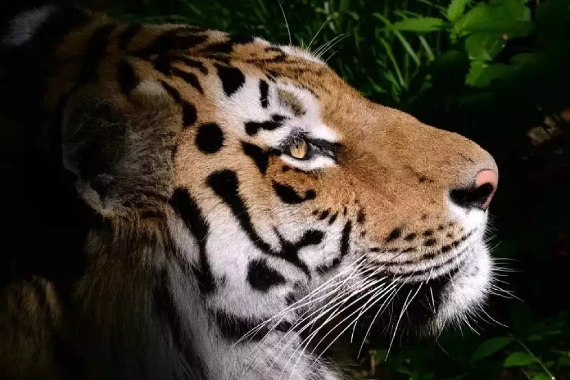 Россия отправит амурского тигра в Казахстан.