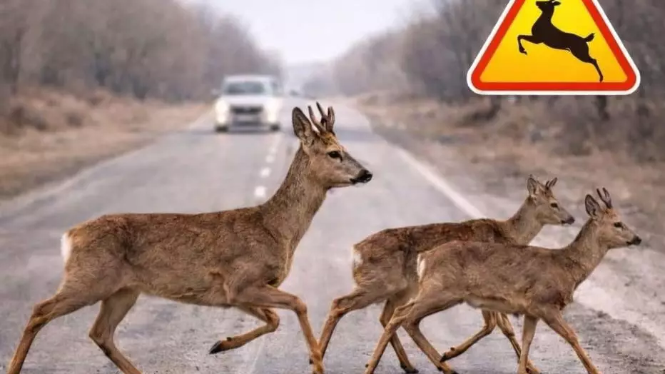 Водителей предупредили об опасности на дорогах