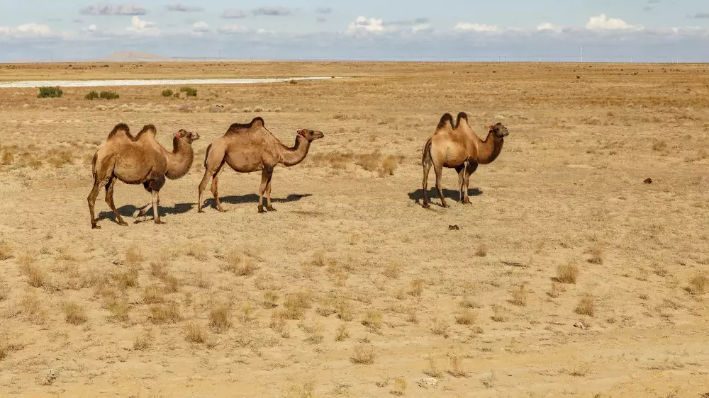 Қазақстанда +32 градусқа дейін аптап болады