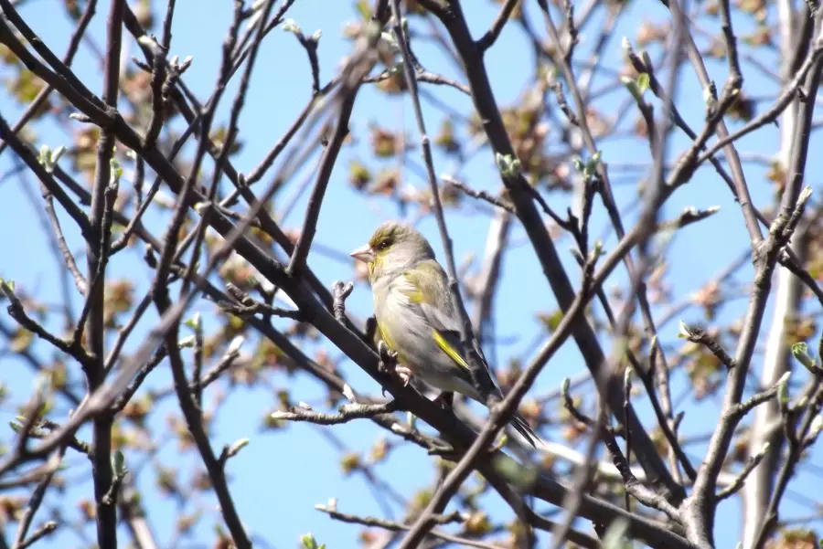 Сәуір болмай, тәуір болмас: көкек айының басында ауа райы қандай болады?