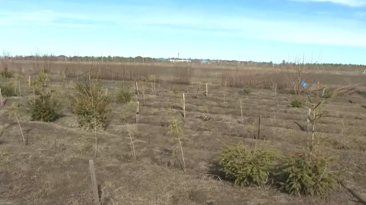 10 млн саженцев высадят в Актюбинской области
