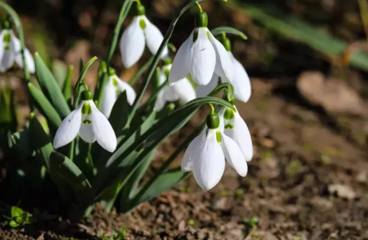 До +32 градусов: в Казахстане резко потеплеет в начале апреля
