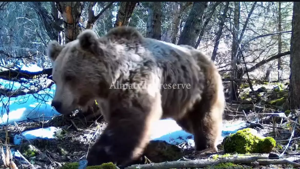 В горах Алматы заметили проснувшихся медведей - видео