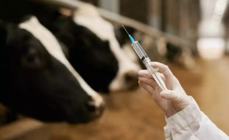В Казахстане засекретили данные по массовой вакцинации скота — эксперт