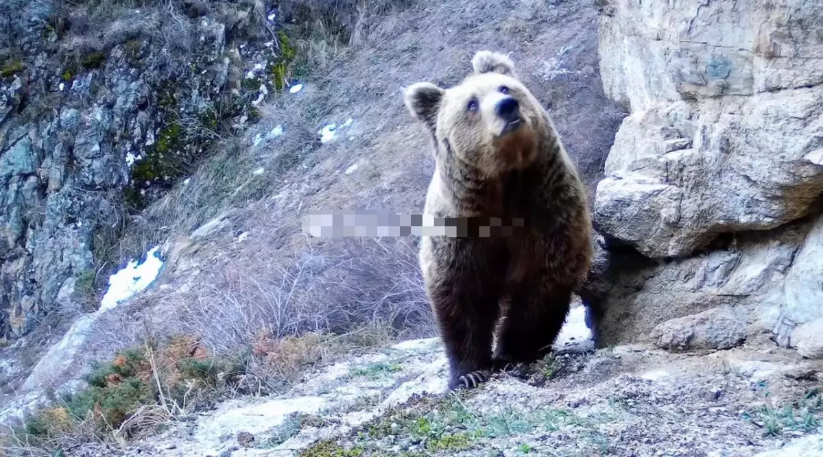 Алматы қорығындағы қоңыр аюлар қысқы ұйқыдан ерте оянды