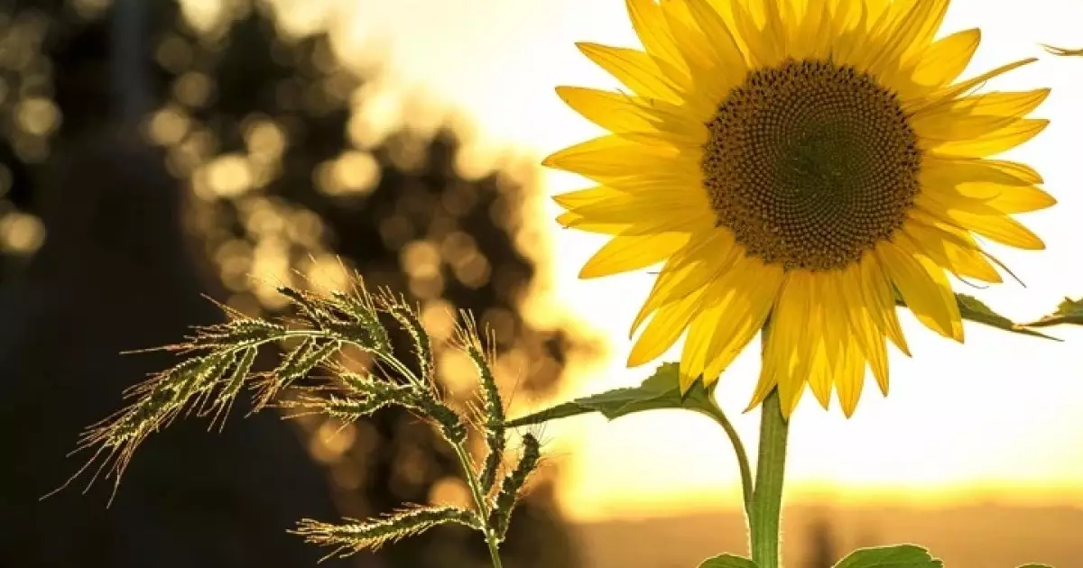  Алдағы күндері 32 градусқа дейін ыстық болады 