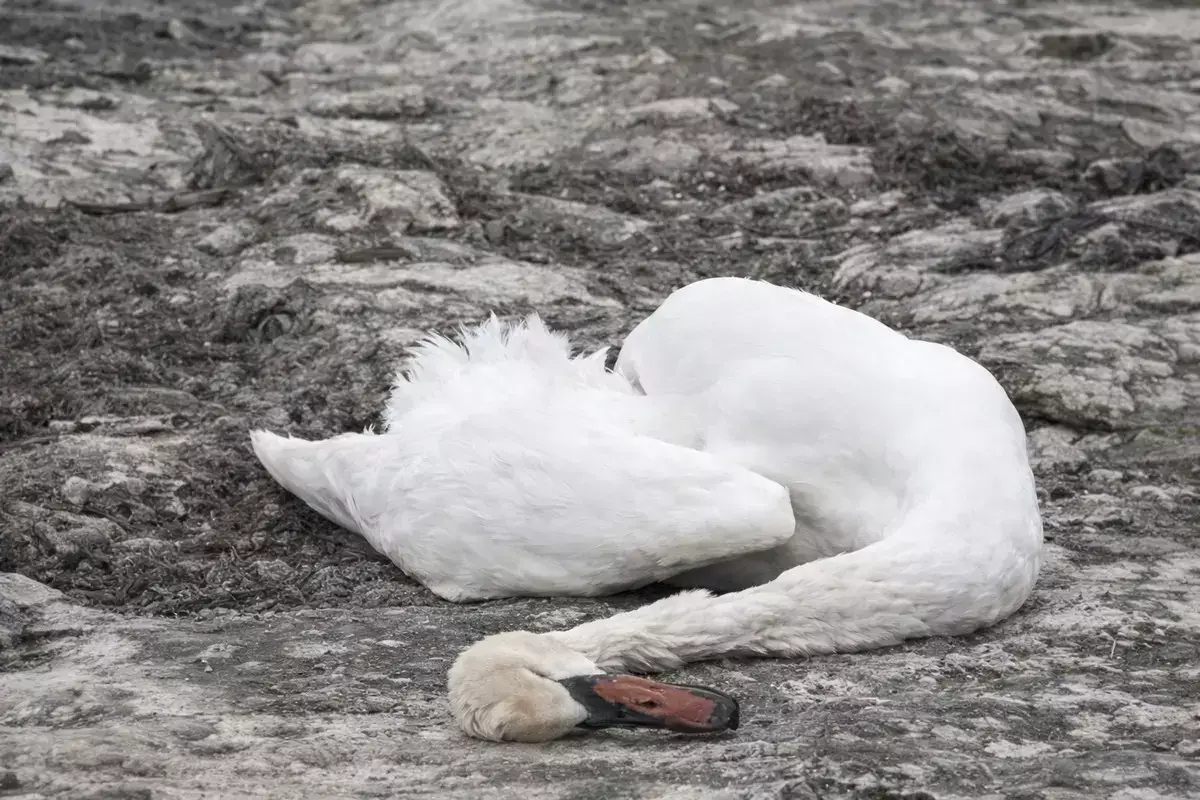 Гибель лебедей в Тупкарагане: экологи озвучили результаты исследований - новости на Lada.kz 30.03.2026