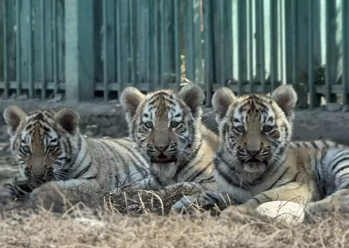 Казахстанцам предложили выбрать имена для новорожденных тигрят в зоопарке Алматы