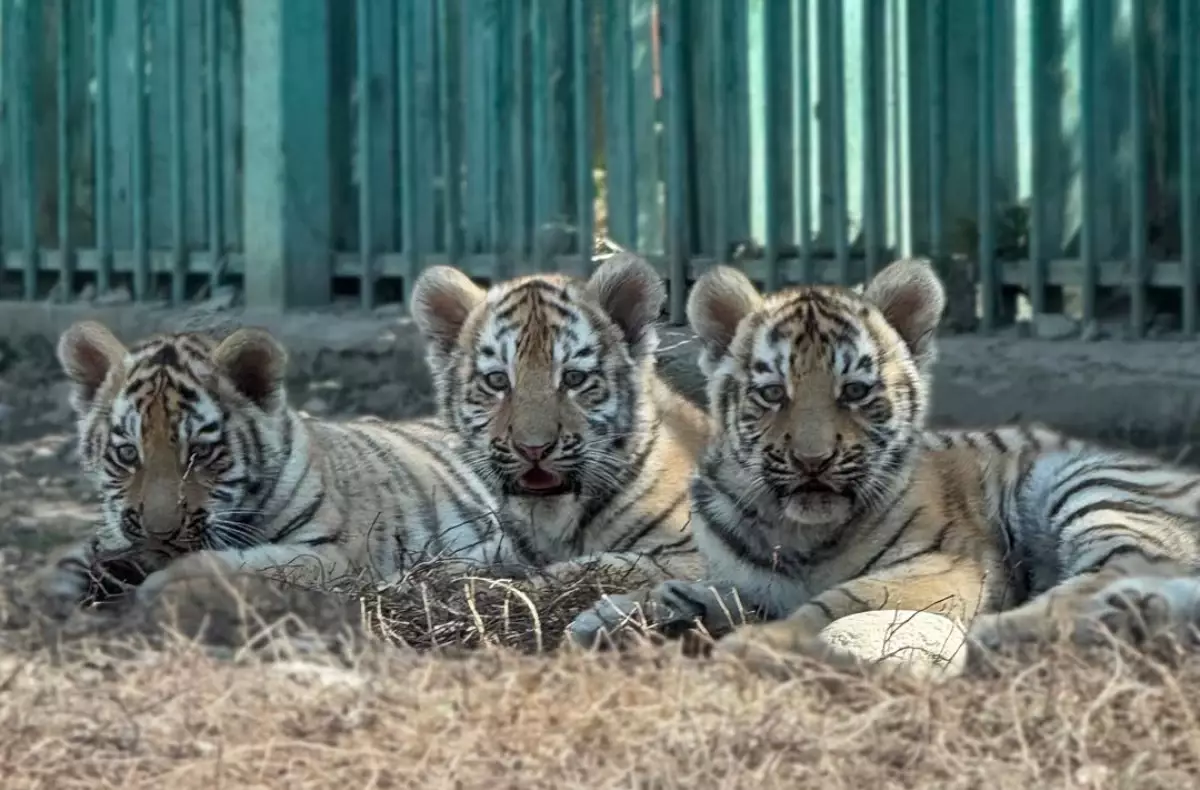 Алматы зообағында амур жолбарыстарының үш шөнжігі дүниеге келді