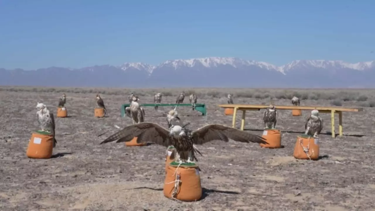 В нацпарк «Алтын-Эмель» доставили 34 сапсана из Саудовской Аравии