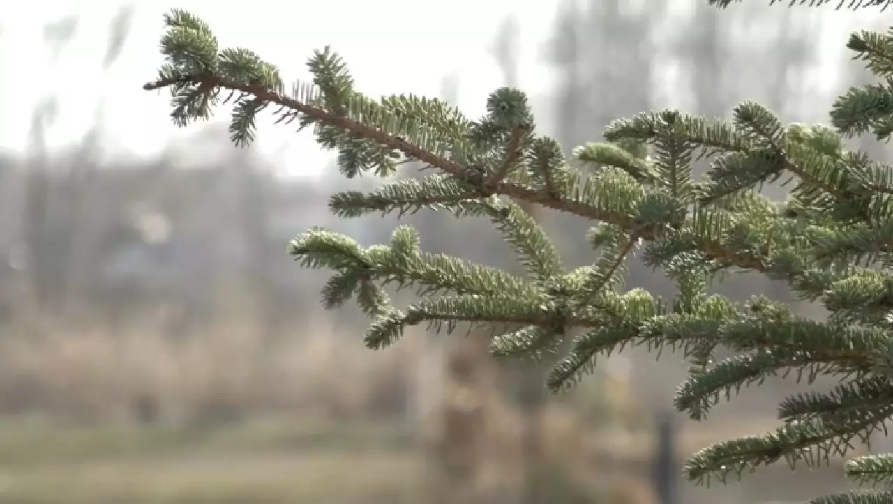 8 млн деревьев и кустарников высадят в ЗКО в этом году