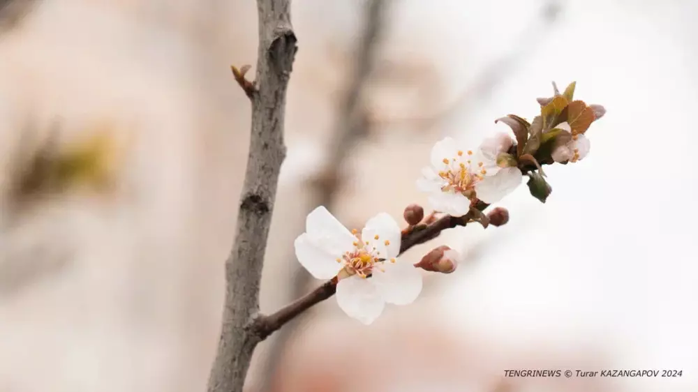Тепло и сухо: какой будет погода в Казахстане 31 марта