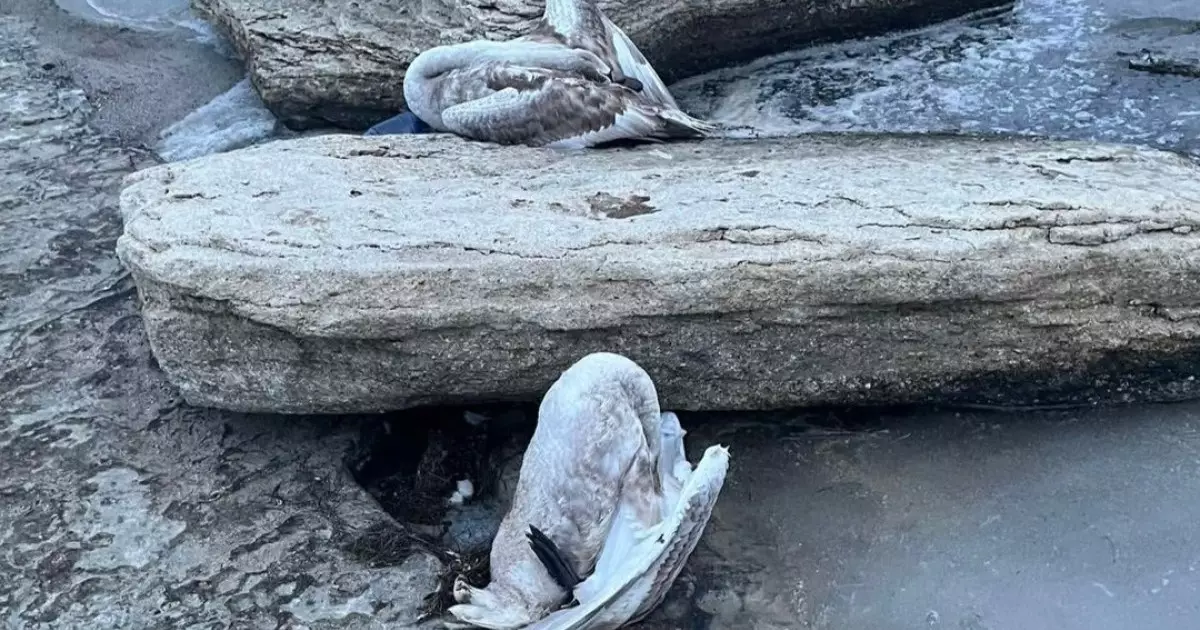  Маңғыстауда аққулардың қырылуы: экологтар зерттеу нәтижелерін жариялады 