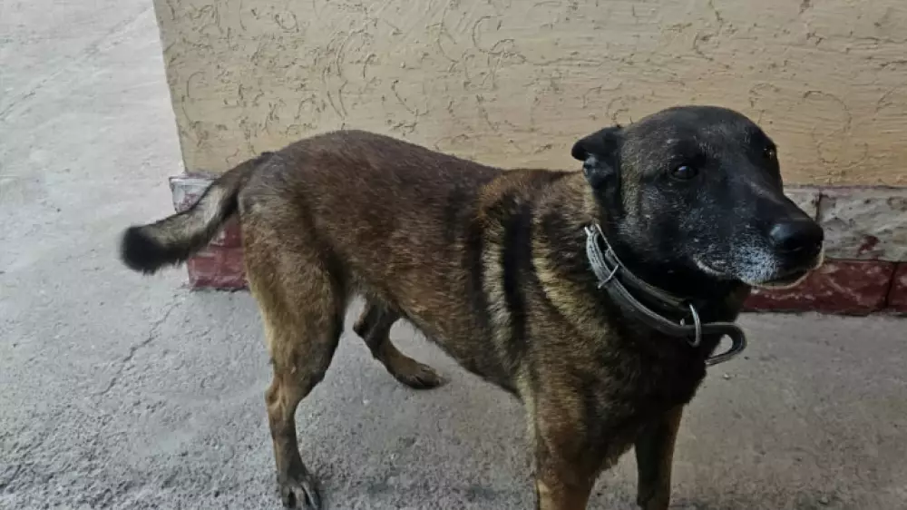 Породистых служебных собак-ветеранов продают за 561 тенге