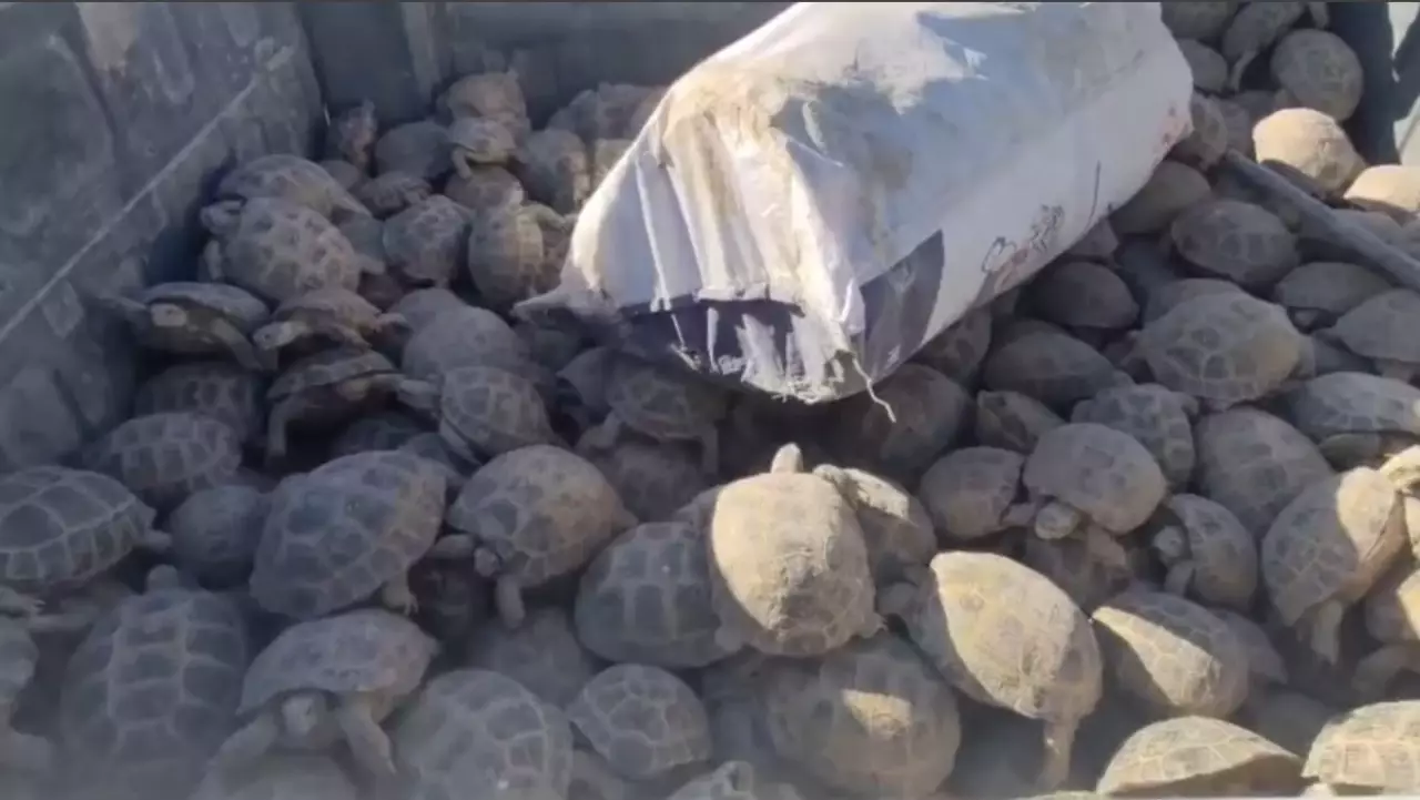 Отырарда тасбақалар қауіпсіз жерге көшіріліп жатыр