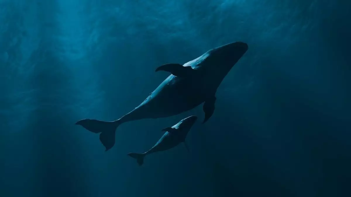 Мұхиттар көтеріліп жатыр. Соңғы 10 жылда климат қалай өзгерді?