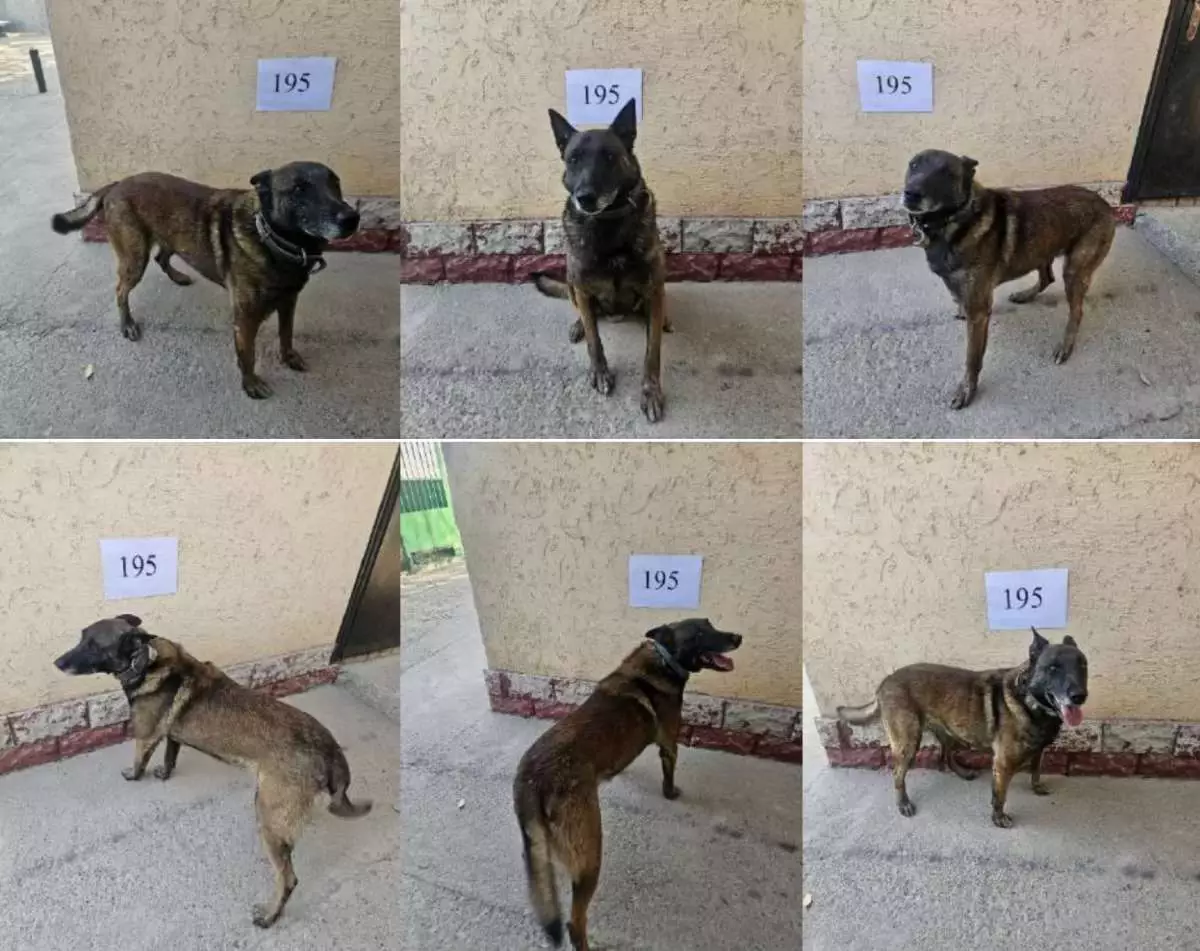 Түркістанда қызметтік ардагер иттер 561 теңгеден сатылымға шығарылды