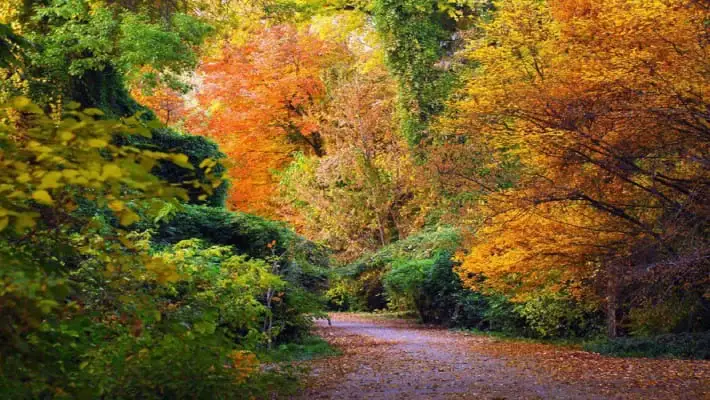 В ботаническом саду Ташкента запретили велосипеды и самокаты