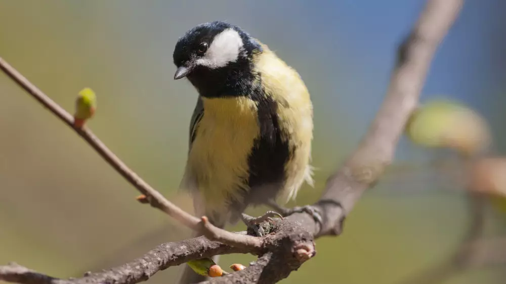 Какая погода ждёт Астану и Алматы 1, 2, 3 апреля