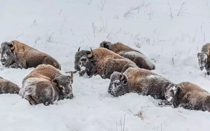 Чиновники хотели "выселить" бизонов в Акмолинской области