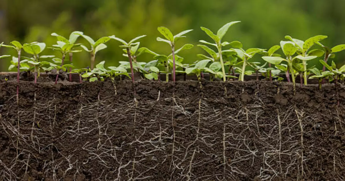  Ақмола облысында шенеуніктер инвестордан 16 мың гектар жерді алып қоймақ болған 