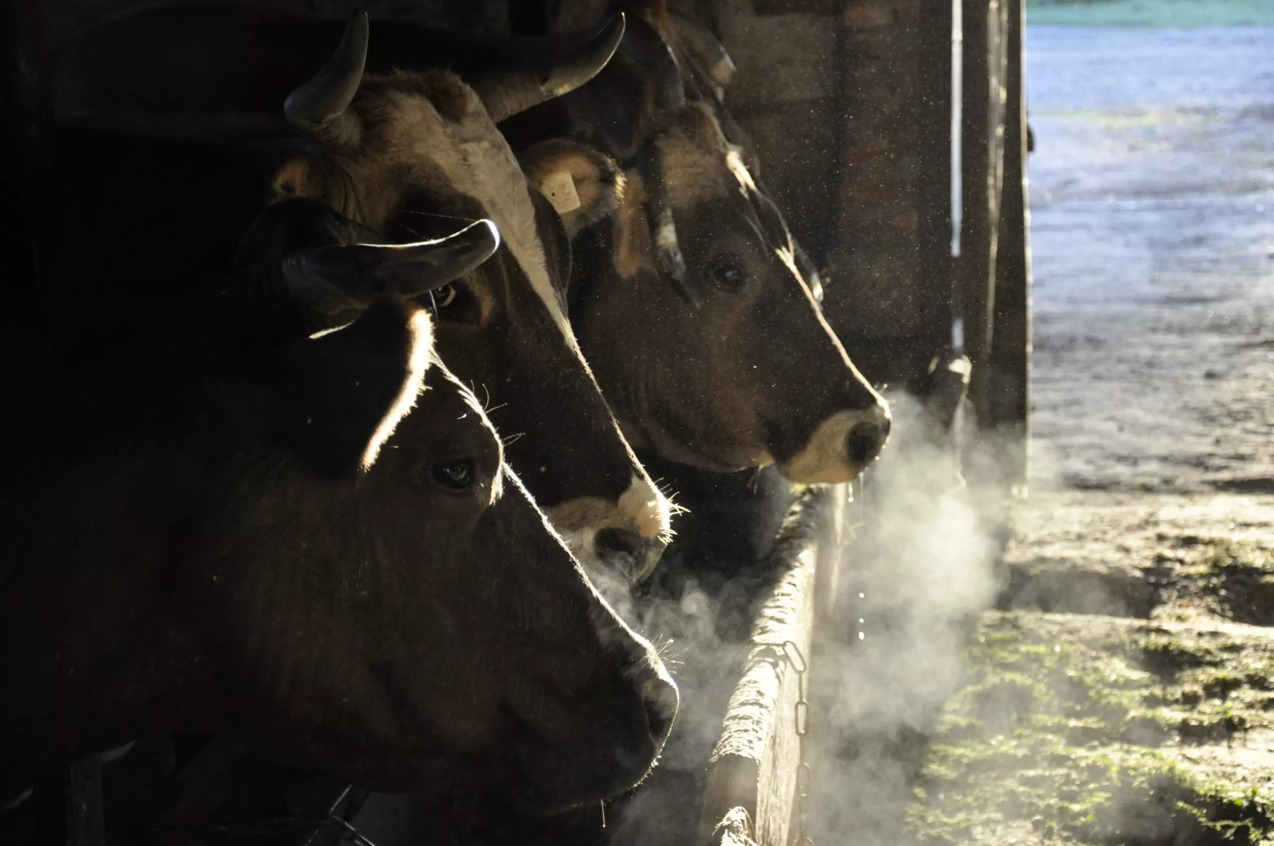 Документ ветслужб Казахстана объяснил изъятие коров в Новосибирске