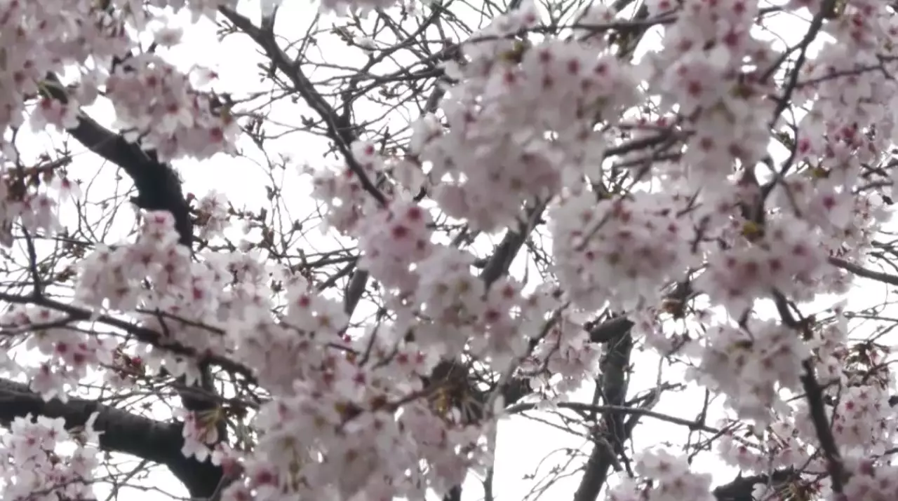 Сезон цветения вишни наступил в Южной Корее