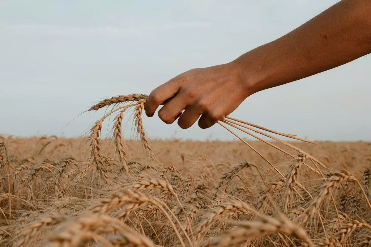 Казахстан сократит посевы пшеницы до 12,1 миллиона гектаров.