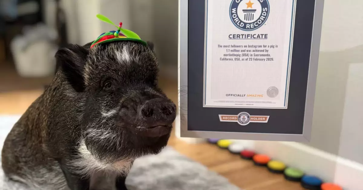  Сөйлейтін шошқа Гиннестің рекордтар кітабына енді 