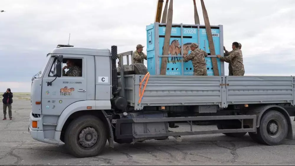 Пржевальский жылқылары жайылымсыз қалмайтын болды