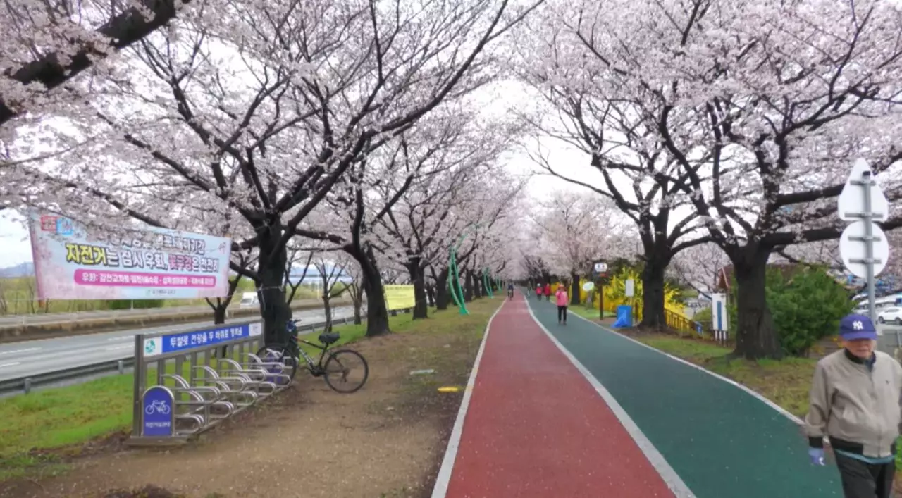 Кореяда шие гүлдей бастады   