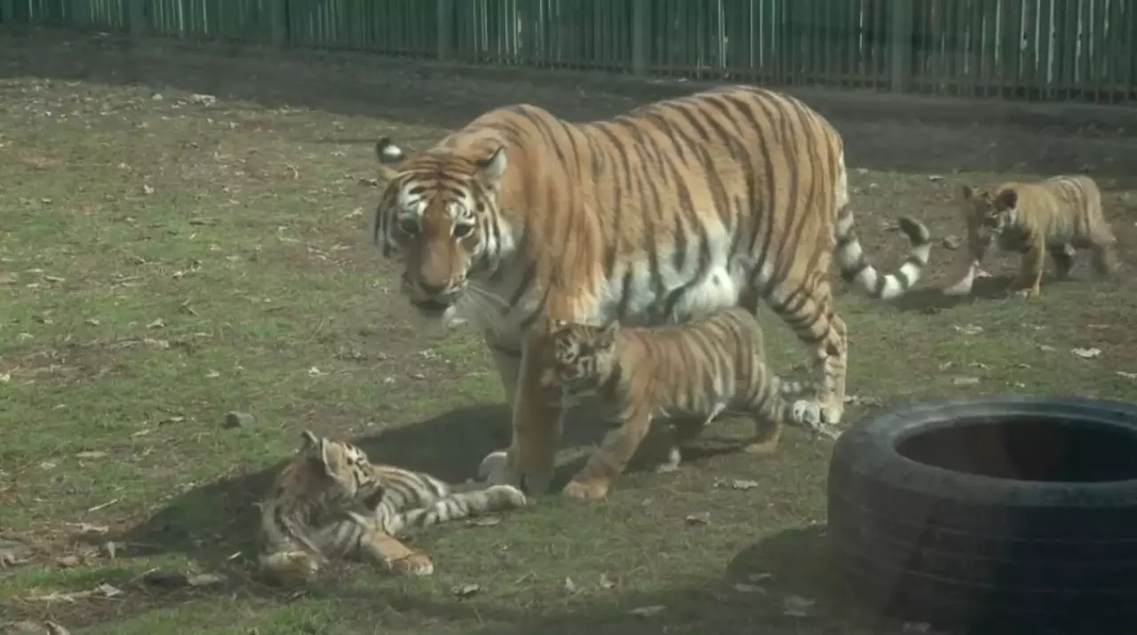 Амурским тигрятам в Алматинском зоопарке дали имена