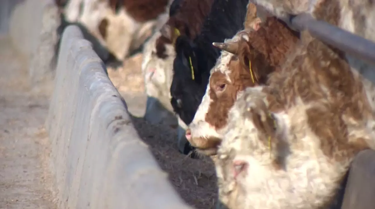 Казахстанцы стали меньше есть говядины